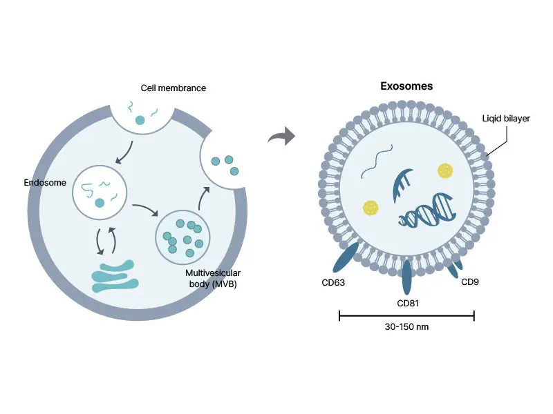 Exosome Biology - Extracellular Vesicles
